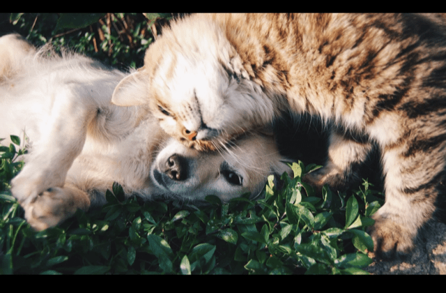 hond-kat-verzekering-1024x1024